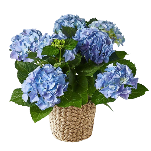Your Image
